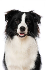 Young border collie dog on white background