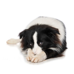 Fototapeta premium Young border collie dog is ashamed