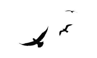 Flying Birds Vector Illustration Collection. 