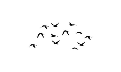 Flying Birds Vector Illustration Collection. 