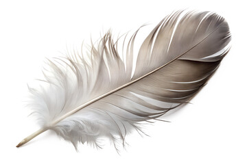 Single grey feather isolated on transparent background