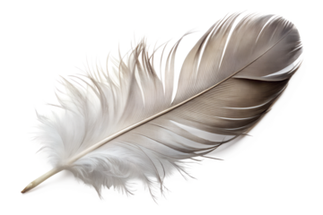 Single grey feather isolated on transparent background