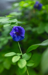 Fleur de Clitoria Ternatea / Pois bleu /Pois Papillon bleu © Temanu