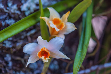 dendrobium cariniferum, Beautiful rare wild orchids in tropical forest of Thailand.