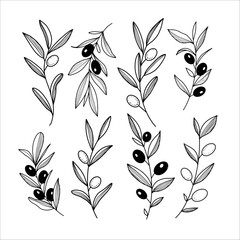 Hand drawn branches of ripe olives. Vector illustration