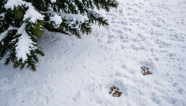 Traces d'animaux dans la neige pr&egrave;s d'un arbre enneig&eacute;