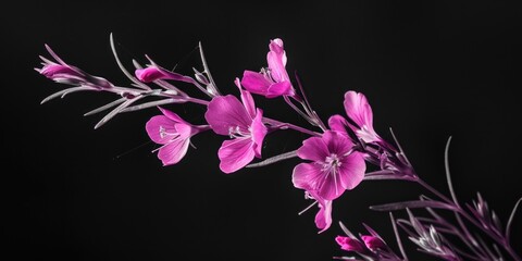 Pink and purple flowers against a grey background. Beautiful floral close-up shot.