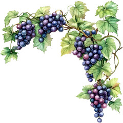 grapes vine, watercolor, corner border,isolate