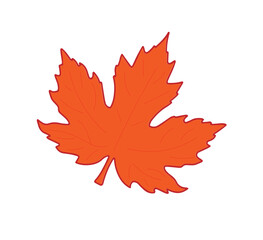maple leaf orange on white background,