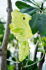 Paraiso Verde or Philodendron paraiso verde or verdant paradise or Philodendron paraiso and pagoda...