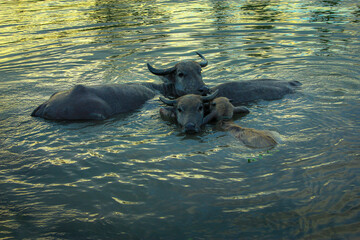 Fototapeta premium buffalo in water
