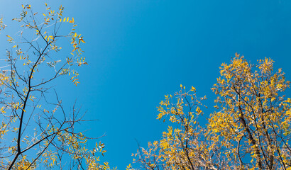 Ash tree branches with yellow leaves are under blue sky
