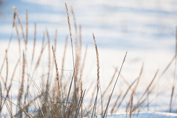 Dry ears of coastal grass are in white snow on blurred background