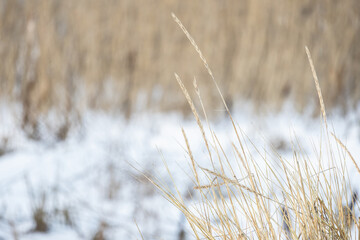 Fototapeta premium Dry ears of Leymus arenarius are on blurred white snow background