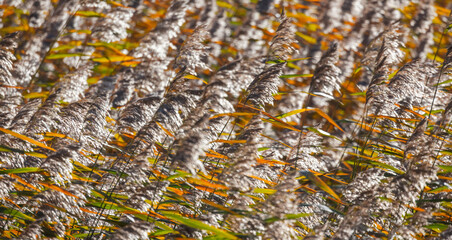 Fluffy coastal reed on a sunny autumn day, abstract natural background photo