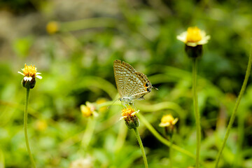 butterfly on a flower