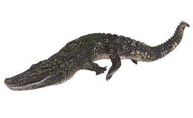 Obraz premium Alligator isolated on white background 3d illustration