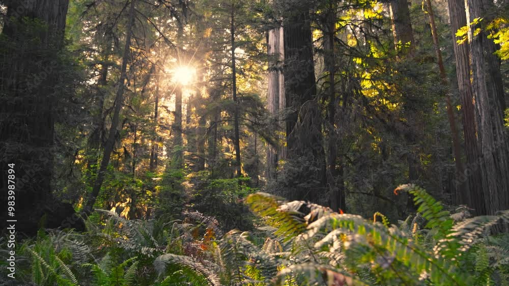 Poster gimbal shot of magic forest with huge sequoia trees and fern. epic warm sunset in redwood forest. su