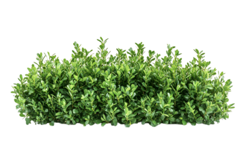 Green boxwood shrub fence isolated on transparent background.