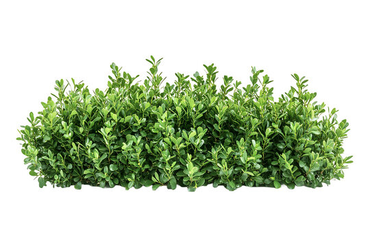 Green boxwood shrub fence isolated on transparent background.