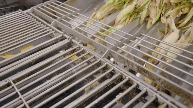 Detailed footage of corn shucking, showcasing the removal of husks from fresh corn using both mechanical methods. Ideal for agricultural, farming, and food processing visuals.