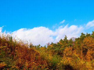 Fototapeta premium Autumnal trees on blue sky background.