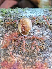 Red ants in the woods