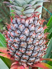 pineapple in the garden