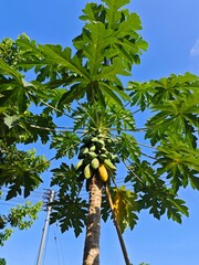 Papaya tree