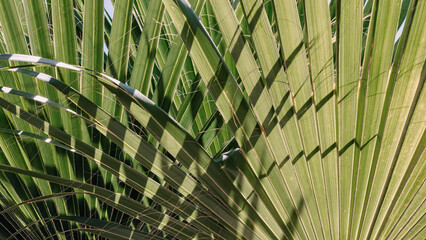 green palm leaves close up