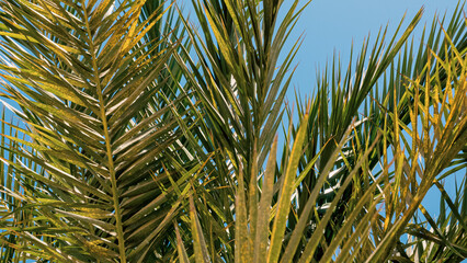 tropical background fresh palm branches