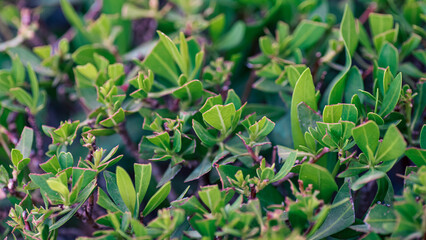 fresh live green plant leaves close up