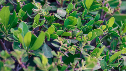 fresh live green plant leaves close up