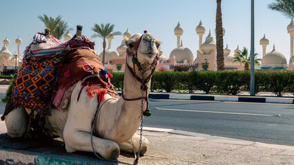 A riding camel in a bright blanket on the sunny street of Sharm El Sheikh