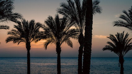 evening landscape silhouette of palm trees on the background of the sunset sky and the Red Sea in Egypt