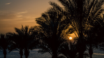 evening landscape sunset sun over the Red Sea among palm trees in Egypt