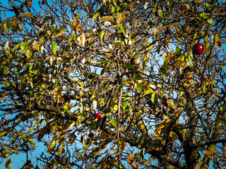 Autumn in Poland - last red apples on tree.