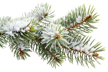 Pine branch covered in fresh snow isolated on transparent background
