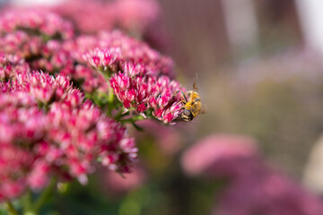 A large bee is sitting on a pink flower and collecting honey.