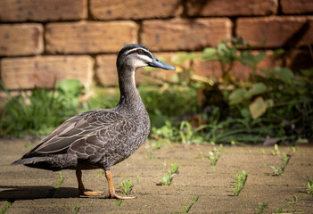 Common Pacific Black duck (Anas superciliosa)