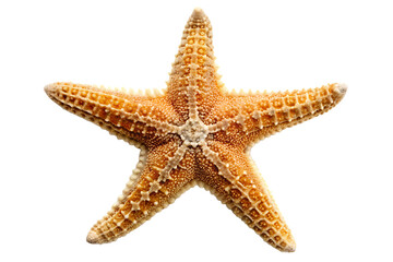 Starfish isolated on transparent background