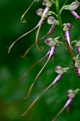 Gespornte Riemenzunge // Spurred Himantoglossum (Himantoglossum calcaratum) - Montenegro