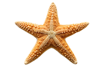 Close-up of starfish on transparent background