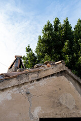 Tetto di Casa Rustica con Albero sullo Sfondo