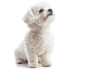 Obraz premium Bichon frise sitting and looking upwards, isolate, on a white background,