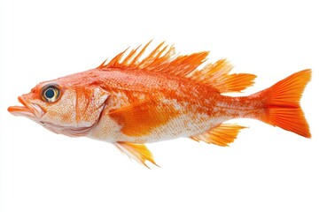 Fototapeta premium A fresh whole fish, with shiny scales and fins, isolated on a white background