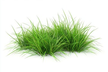 A group of green grass tufts with long, narrow blades, isolated on a white background