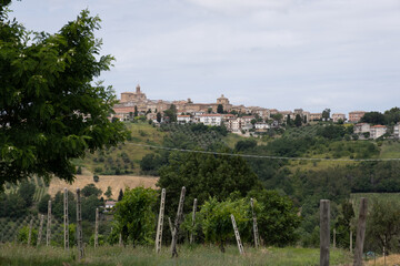 Sentiero tra gli Ulivi con Vista Panoramica