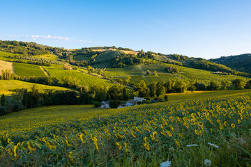 Campi di girasoli al tramonto