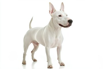 Bull terrier standing on white background, isolate,